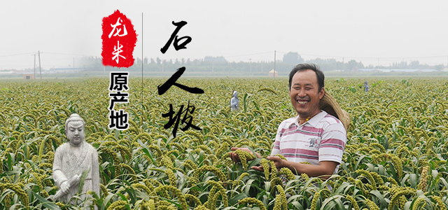 龙山小米原产地石人坡