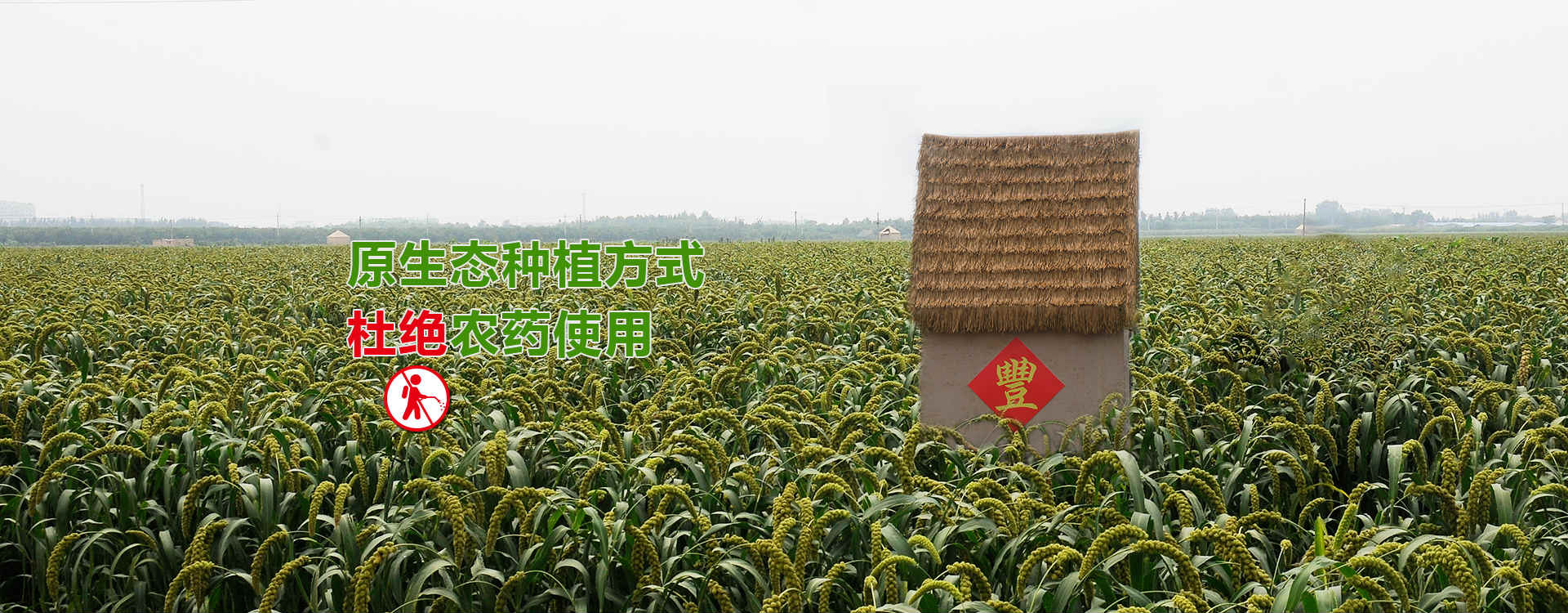 原生态种植方式 杜绝农药使用